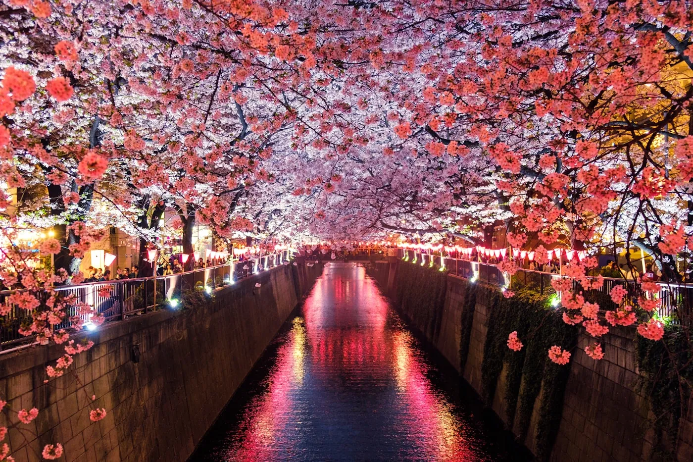 Cherry blossom lit at night over a Tokyo canal