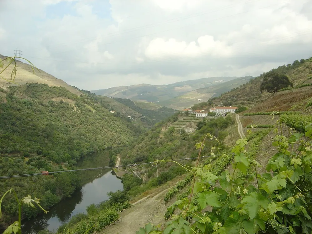 Vineyards on the slopes of a green side valley in the Douro