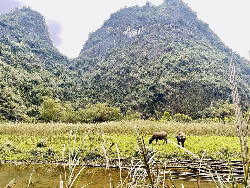 Water buffalo below a karst hill at Tam Coc, Ninh Bình